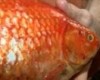 VIDEO: Fisherman Mike Martin Catches 3-Pound, 15-Inch Goldfish