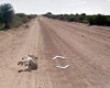 Google deny killing donkey with maps car in Botswana