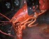 Scientists prove Lobsters and crabs FEEL PAIN when cooked