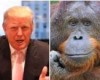 Trump releases birth certificate proving he’s not an orangutan then demands promised $5 million