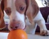 VIDEO: Puppy vs Orange