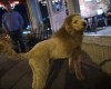 Dog mistaken for lion prompts 911 calls
