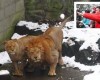 Visitors caught pelting frightened lions with snowballs at Chinese Zoo
