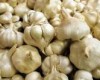 Sweden issue international arrest warrant for two British Garlic Smugglers