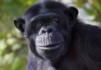 Chimp becomes addicted to porn after TV installed in her enclosure at Seville zoo