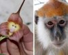 PHOTO: The South American flower that looks like a monkey