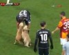 VIDEO: Puppies interrupt Turkish football match