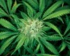 Colorado and Washington become first States to legalize marijuana